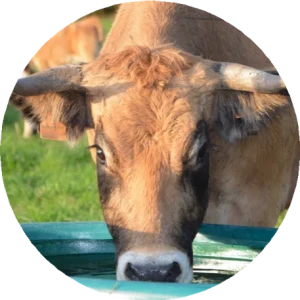 Agricultura y ganadería